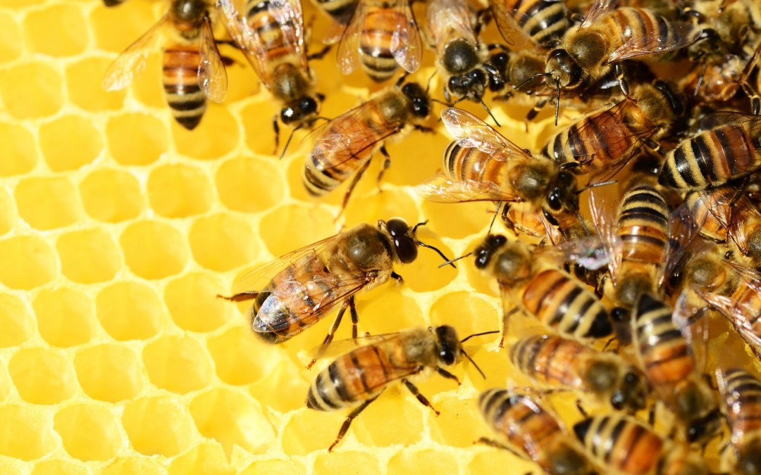 Frankreich: Figaro Classifieds übernehmen Mehrheit an Programmatic Job Ad Tech Provider Golden Bees