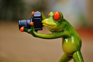 frog-photographersmall